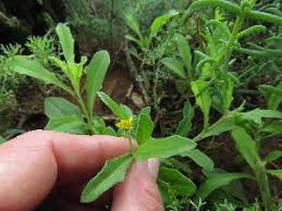 Image result for Osteospermum muricatum