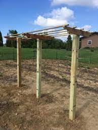 Issai hardy kiwi is a fuzzless, small, fruit can be eaten like a grape without peeling. Built A Kiwi Trellis For Issai General Fruit Growing Growing Fruit