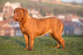 The dogue de bordeaux is a fearless breed and aggressive at times, this dog is not recommended for an average home environment. Dogue De Bordeaux Breeds A To Z The Kennel Club