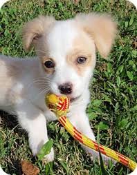 Molly beautiful, cuddly cavalier pups now ready for new homes. Houston Tx Cavalier King Charles Spaniel Meet Zeke A Pet For Adoption