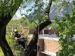 We are available for tree removal, stump removal, tree pruning, tree removal, tree fertilizing, and tree cabling services. Expert Tree Trimming Services In Boulder Co