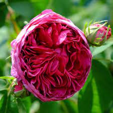 Charles de mills is a classic old garden rose, having been cultivated for well over 200 years. Rosier Ancien Charles De Mills Roseraie Guillot