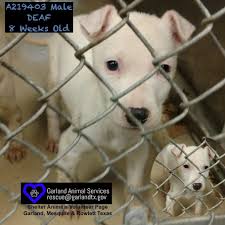Tuggle animal shelter & adoption center how to contact us. Garland Animal Shelter Number