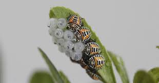 盆栽の害虫 キミのミニ盆栽びより