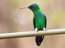 Image result for Cyanotis sp. aff. C. lapidosa