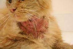flea allergy dermatitis fleas allergic dermatitis inflammed skin