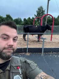 After a lengthy pursuit through the night, this cow was captured and is in  custody