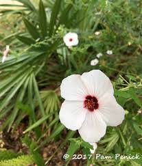 Image result for Pavonia rogersii