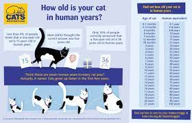 The oldest man ever is currently recorded as being jiroemon kimura from japan, who lived until the age of 116 years january 18. How Old Is My 13 Year Old Cat In Human Years Online