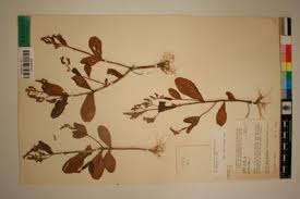 Image result for Aeollanthus suaveolens