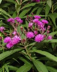 Image result for Ethulia vernonioides