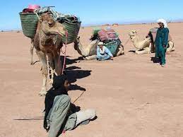 This shade works well in organically textured. Morocco Camel Trekking 4 Days Camel Trek Morocco