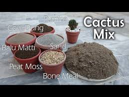 The camels of plants, they store moisture in their stems and leaves to last through long droughts. Best Potting Mix For Cactus And Succulent Perfect Soil For Cacti And Succulents Youtube Best Soil For Succulents Succulent Soil Cacti And Succulents