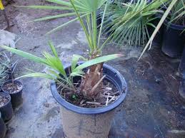 It gives a nice tropical look to a garden and does not require a lot of care. Acoelorrhaphe Wrightii For Sale Palmtalk