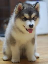 Tumblr Animales Bebe Bonitos Perros Husky Bebes Cachorros Adorables