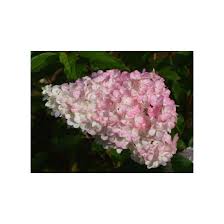 Image result for hydrangea paniculata vanille fraise