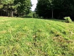 Cant go wrong with a clover, alfalfa and chicory mix for a spring planting. Fall Food Plots Trying New Seed Mixes Mink Hollow Farm