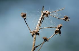 Image result for Disperis sp. nov. aff. macowanii