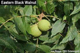 Thousand Cankers Disease Tcd Update Don T Rush To Cut Walnut Trees Bygl