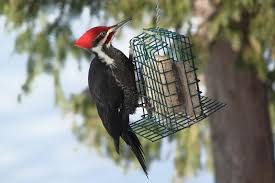 Massachusetts is the most populous state in all of new england, and it has a large population of birds of prey to match. 7 Woodpeckers In Massachusetts With Pictures Bird Feeder Hub