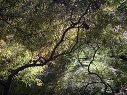 Roter fächerahorn 'atropurpureum' acer palmatum 'atropurpureum'. Schlitzahorn Acer Palmatum Dissectum Garnet Bambusborse