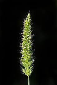Image result for Setaria verticillata