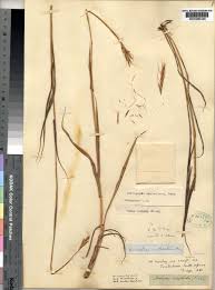 Image result for Diheteropogon amplectens