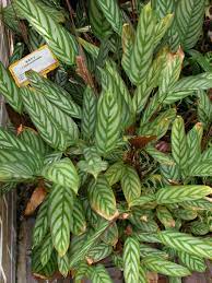 Free shipping on qualified orders. Datei Ctenanthe Setosa Jpg Wikipedia
