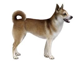 Image result for lundehund