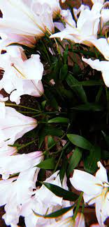 Spring Is Upon Us Spring Aesthetics White Lillies Flowers Summer Wallpapers Chandigarh Punja Aesthetic Roses Flower Aesthetic Lilly Core Aesthetic