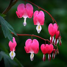 Maybe you would like to learn more about one of these? Egrow 10pcs Dicentra Spectabilis Seeds Bleeding Heart Garden Plant Heart Shaped Flowers