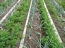 To create a design for your garden, picture it as an outdoor room that first needs a good set of walls. Kitchen Garden Wikipedia