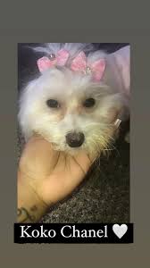 cw: pet death following up from my last post, I just wanted to share this  with everyone. we gave my little lemon a burial, with a box painted by me  inspired by