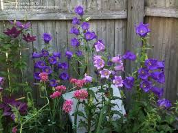 Plantfiles Pictures Canterbury Bells Campanula Medium 20 By Evert Language Of Flowers Amazing Gardens Ornamental Grasses