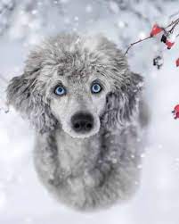 Toy Poodle With Blue Eyes Off 76 Www Gmcanantnag Net