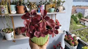 Image result for Kalanchoe hametiorum