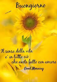 Pin Di La Ele 83 Su In Particolare I Girasoli Senso Della Vita Senso