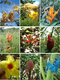 Image result for Dicliptera carvalhoi