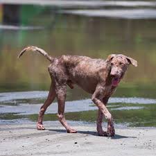 Alopecia, or hair loss, in dogs has a range of causes, from environment to genetics. Sudden Hair Loss In Dogs Off 70 Www Usushimd Com