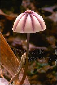 Image result for Marasmius sp.