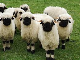 All orders are custom made and most ship worldwide within 24 hours. These Adorable Swiss Sheep Makes Wonderful Pets