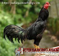 Ciri Ciri Ayam Bangkok Super Jalu Mematikan Ayam