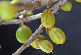 Image result for Englerophytum natalense