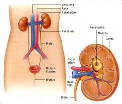 Excretory System Excretory System Human Body Systems Body Systems