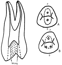 Accessanatomy