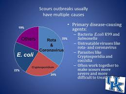 Vaccination Programs For Beef Cow Calf Operations Ppt