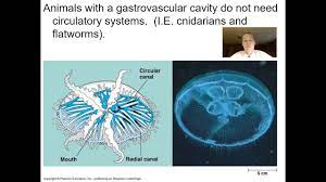 Animal Circulatory System Youtube