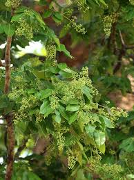 Image result for Khaya anthotheca