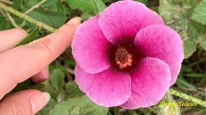 Image result for Hibiscus diversifolius