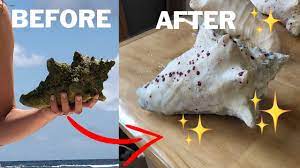 If you choose to use a saw, use ventilation and be prepared to learn just how tough a conch's shell is. How To Clean And Preserve Seashells Tips And Tricks Youtube